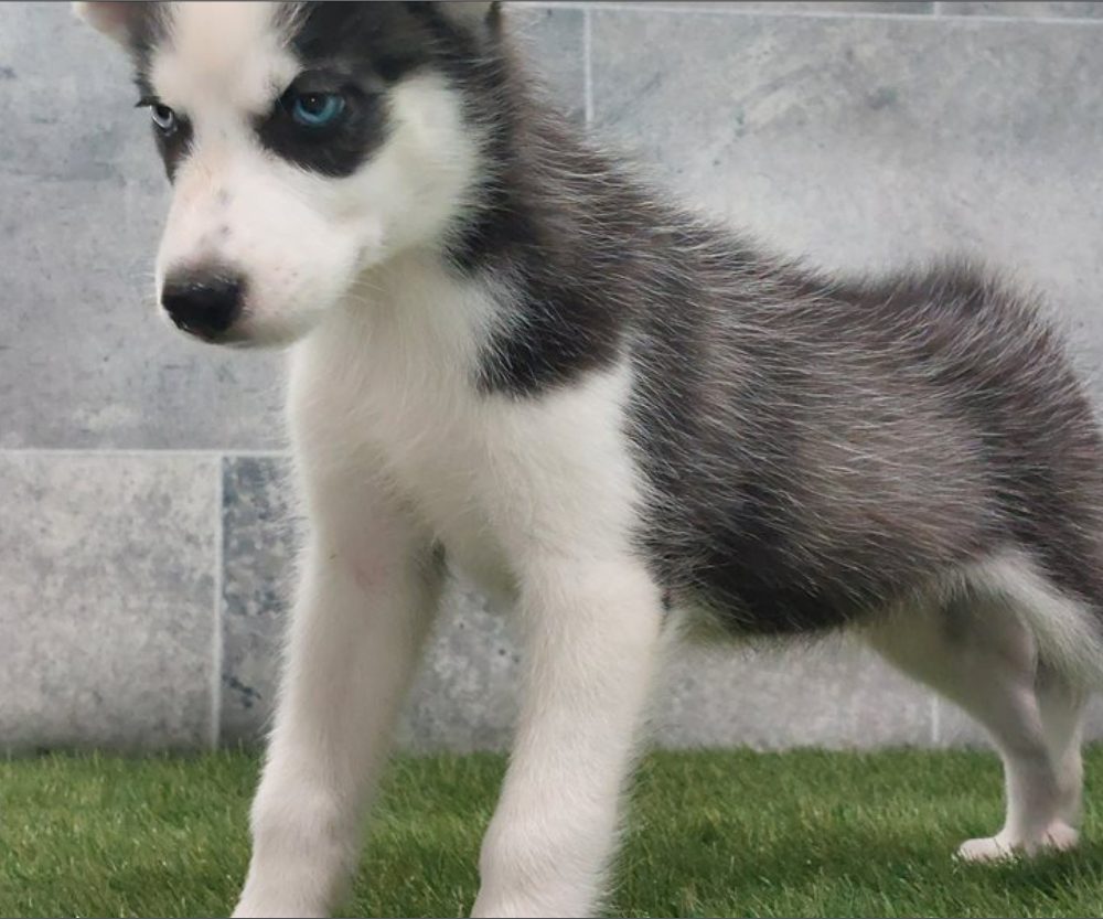 Sibiřský husky s PP -Štěňátka