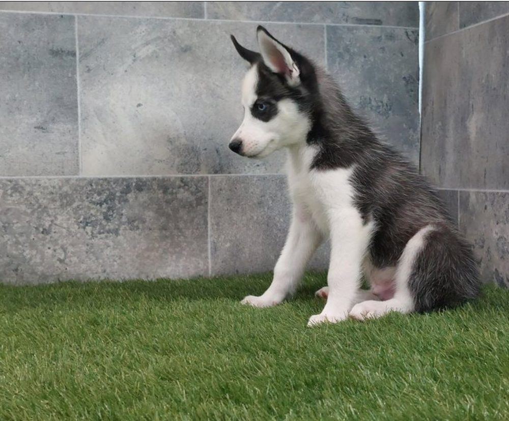 Sibiřský husky s PP -Štěňátka