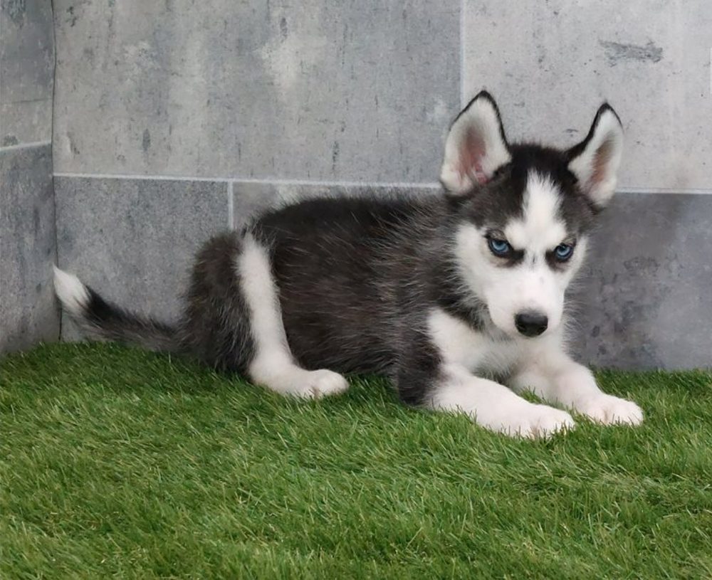 Sibiřský husky s PP -Štěňátka