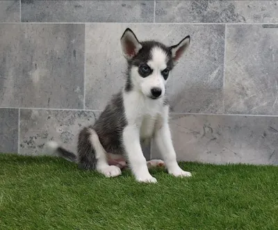 Sibiřský husky s PP -Štěňátka
