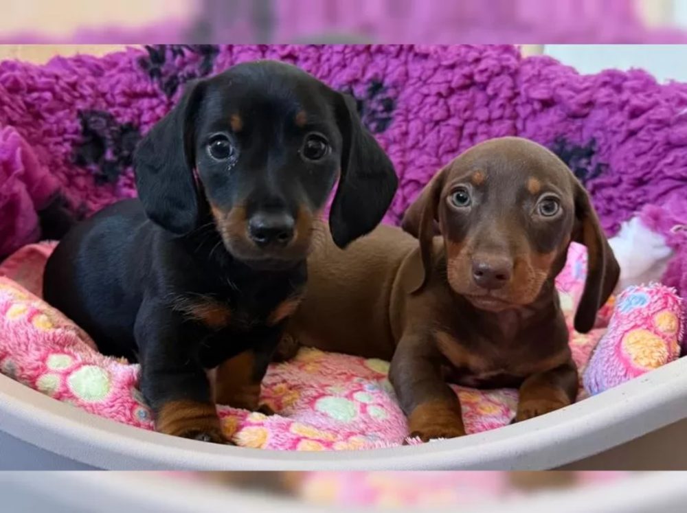 Jezevčík hladkosrstý trpasličí