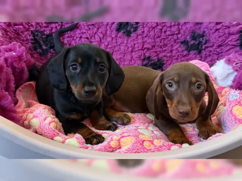 Jezevčík hladkosrstý trpasličí Jezevčík hladkosrstý trpasličí