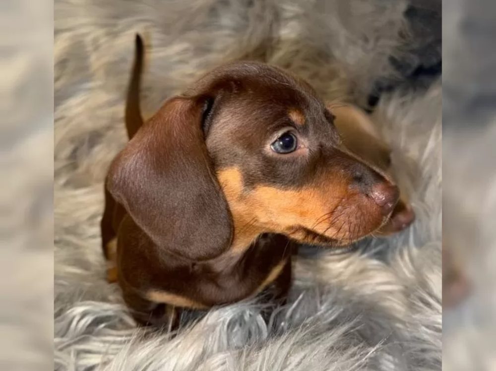 Jezevčík hladkosrstý trpasličí Jezevčík hladkosrstý trpasličí