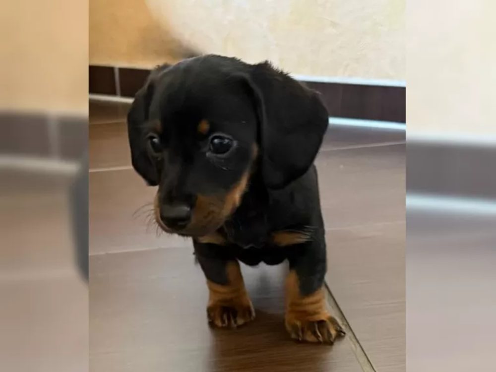 Jezevčík hladkosrstý trpasličí Jezevčík hladkosrstý trpasličí