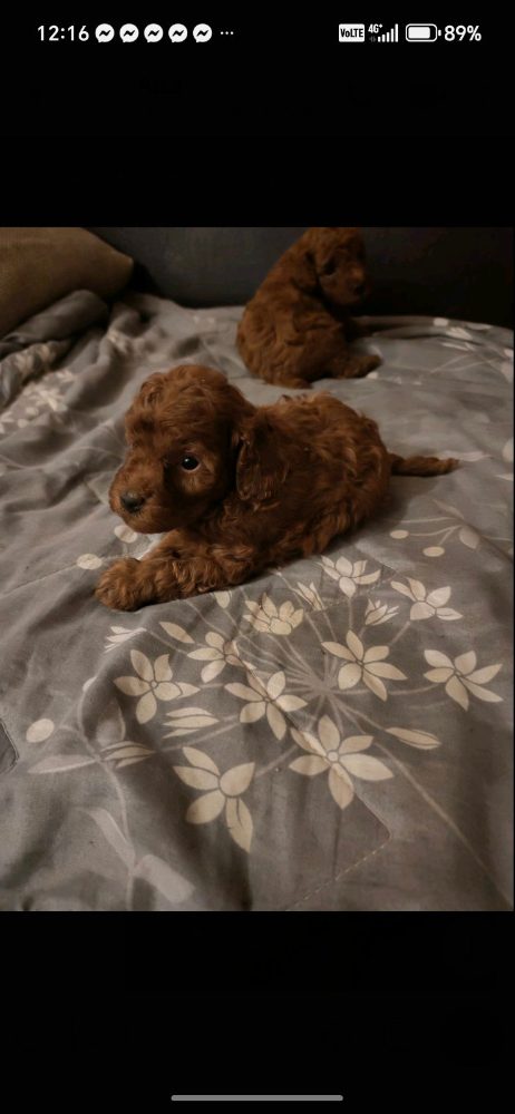 Red toy poodles Red toy poodles