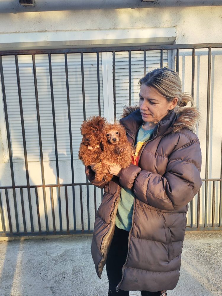 Red toy poodles Red toy poodles