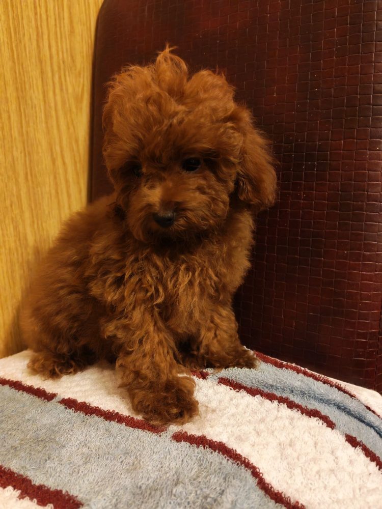 Red toy poodles Red toy poodles