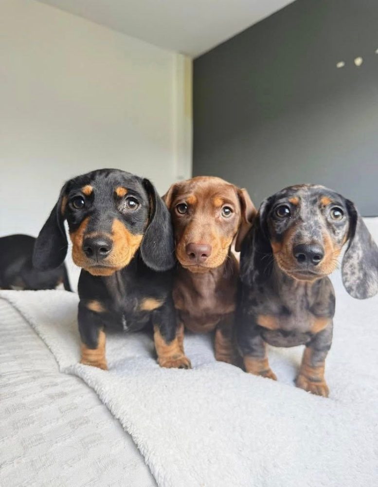 jezevčík hladkosrstý