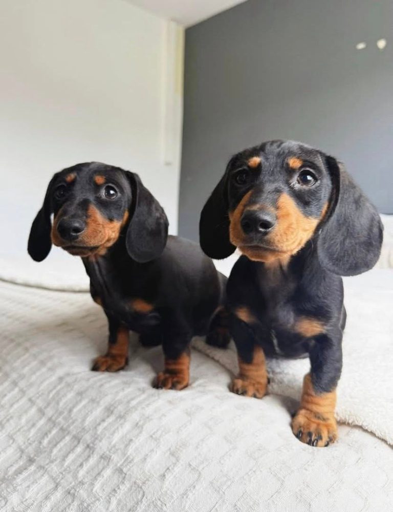 jezevčík hladkosrstý jezevčík hladkosrstý