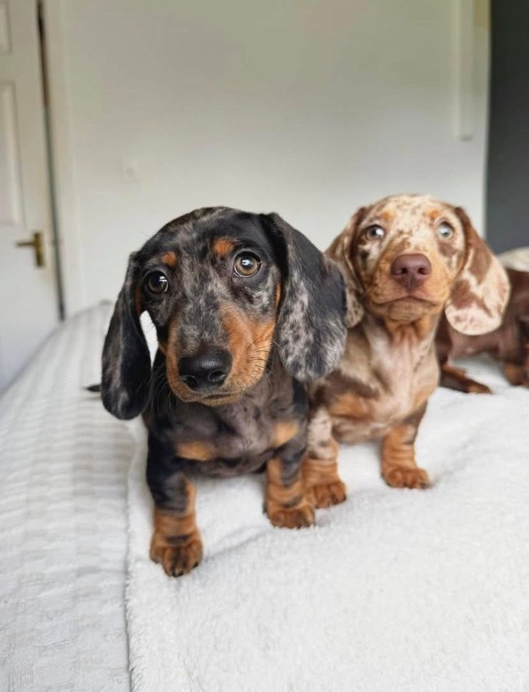 jezevčík hladkosrstý jezevčík hladkosrstý