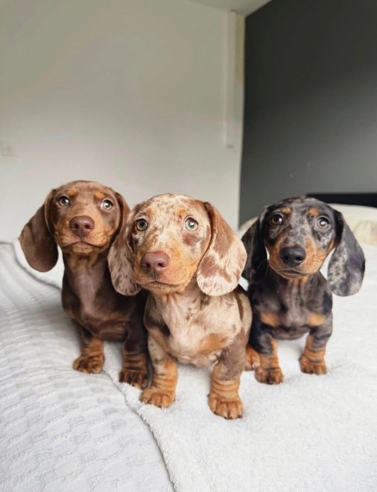 jezevčík hladkosrstý jezevčík hladkosrstý