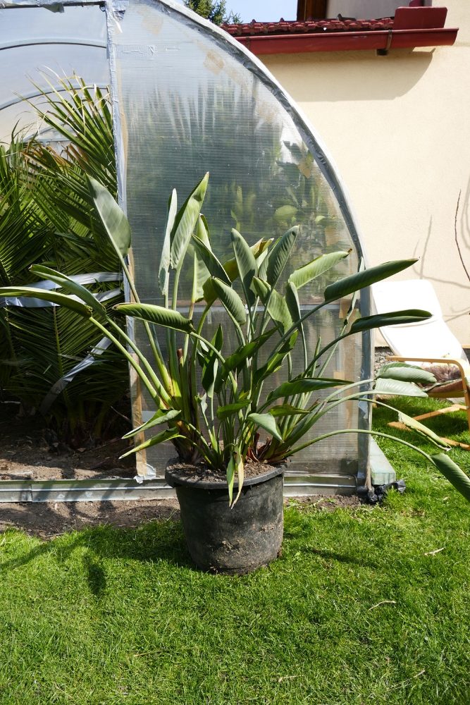 Strelitzia Reginae, Augusta, Hesperaflore Parviflora