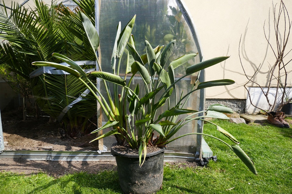 Strelitzia Reginae, Augusta, Hesperaflore Parviflora Strelitzia Reginae, Augusta, Hesperaflore Parviflora