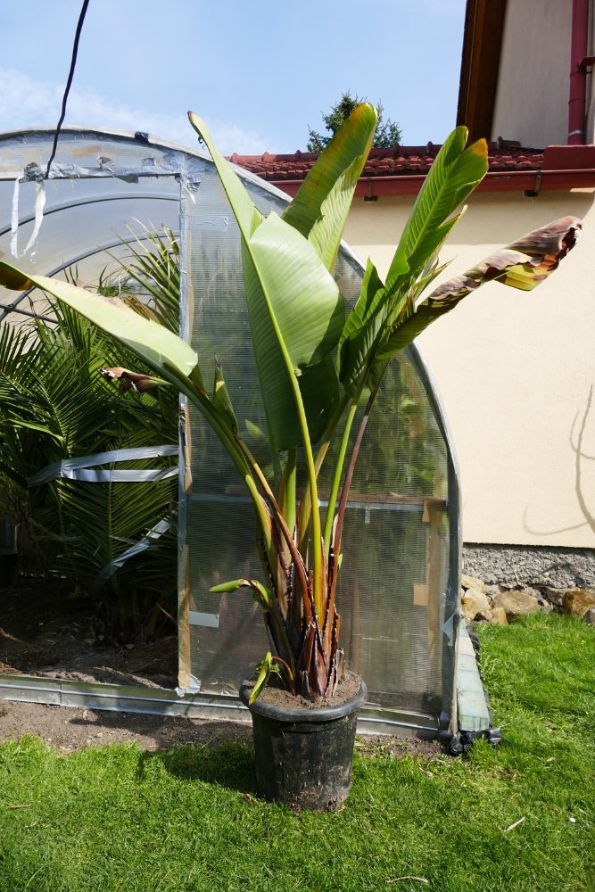 Strelitzia Reginae, Augusta, Hesperaflore Parviflora Strelitzia Reginae, Augusta, Hesperaflore Parviflora