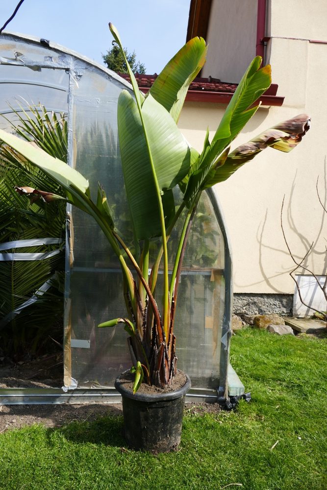 Strelitzia Reginae, Augusta, Hesperaflore Parviflora Strelitzia Reginae, Augusta, Hesperaflore Parviflora