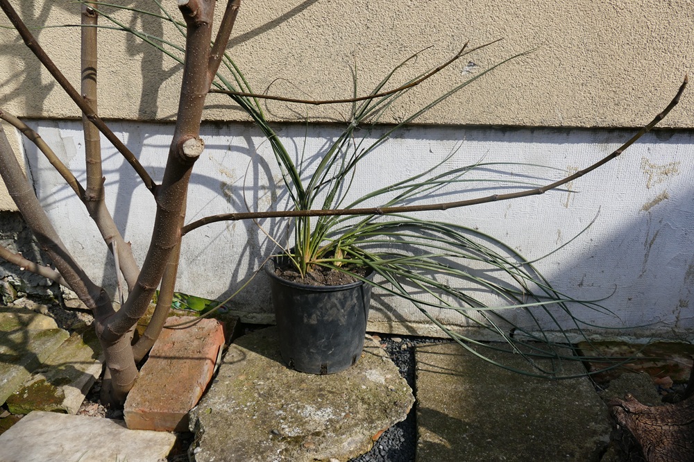 Strelitzia Reginae, Augusta, Hesperaflore Parviflora Strelitzia Reginae, Augusta, Hesperaflore Parviflora