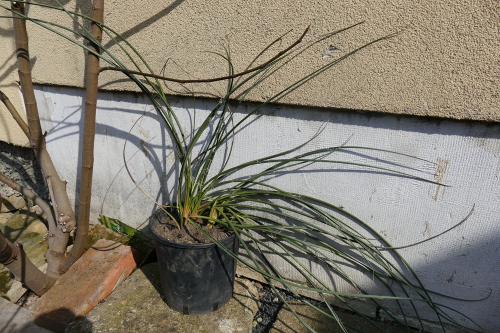 Strelitzia Reginae, Augusta, Hesperaflore Parviflora Strelitzia Reginae, Augusta, Hesperaflore Parviflora