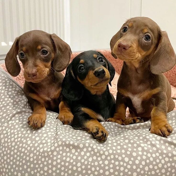 Jezevčík hladkosrstý trpasličí bez PP