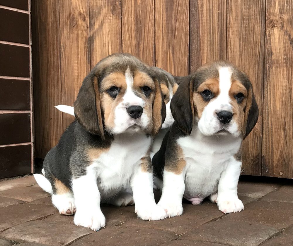 Štěňata čistokrevného bígla