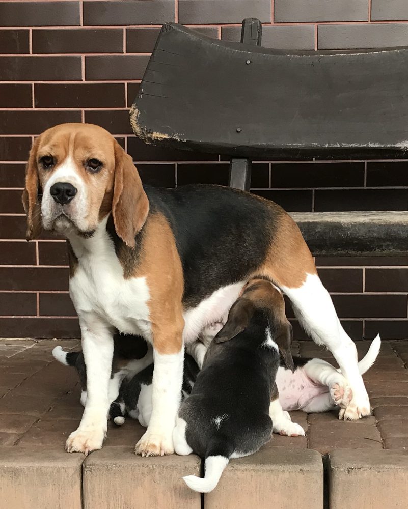 Štěňata čistokrevného bígla Štěňata čistokrevného bígla