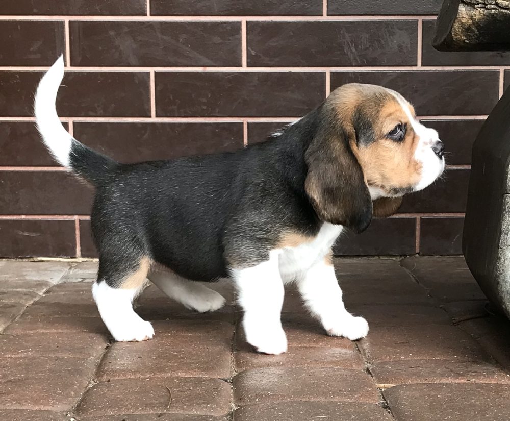 Štěňata čistokrevného bígla Štěňata čistokrevného bígla