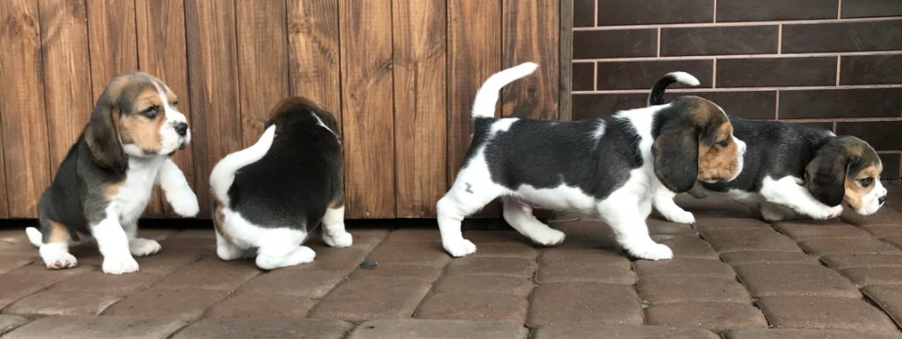 Štěňata čistokrevného bígla Štěňata čistokrevného bígla