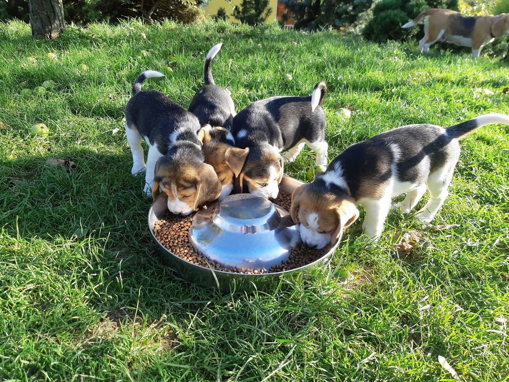 Štěňata Bígl (též beagle) s PP trikolóra