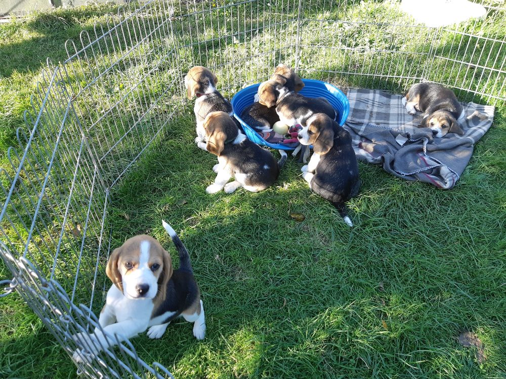 Štěňata Bígl (též beagle) s PP trikolóra