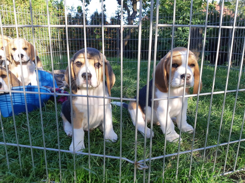 Štěňata Bígl (též beagle) s PP trikolóra