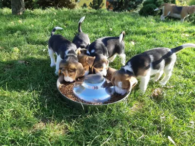 Štěňata Bígl (též beagle) s PP trikolóra