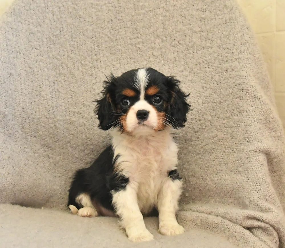 Kavalír King Charles španěl fenka s PP k odběru