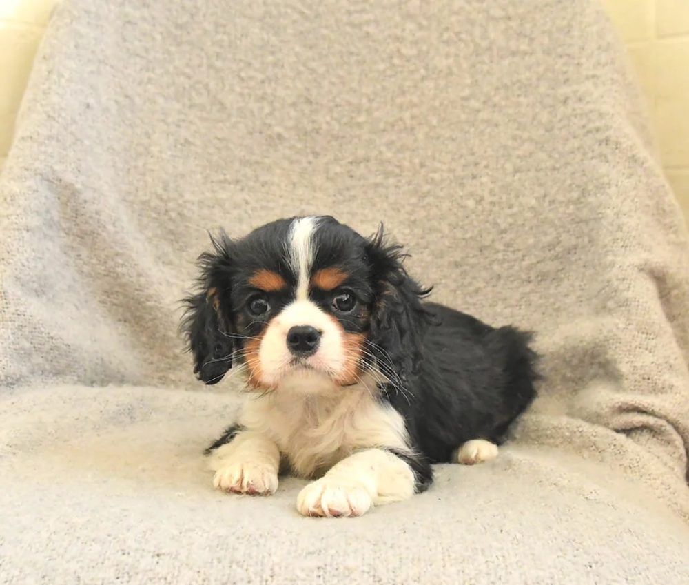 Kavalír King Charles španěl fenka s PP k odběru