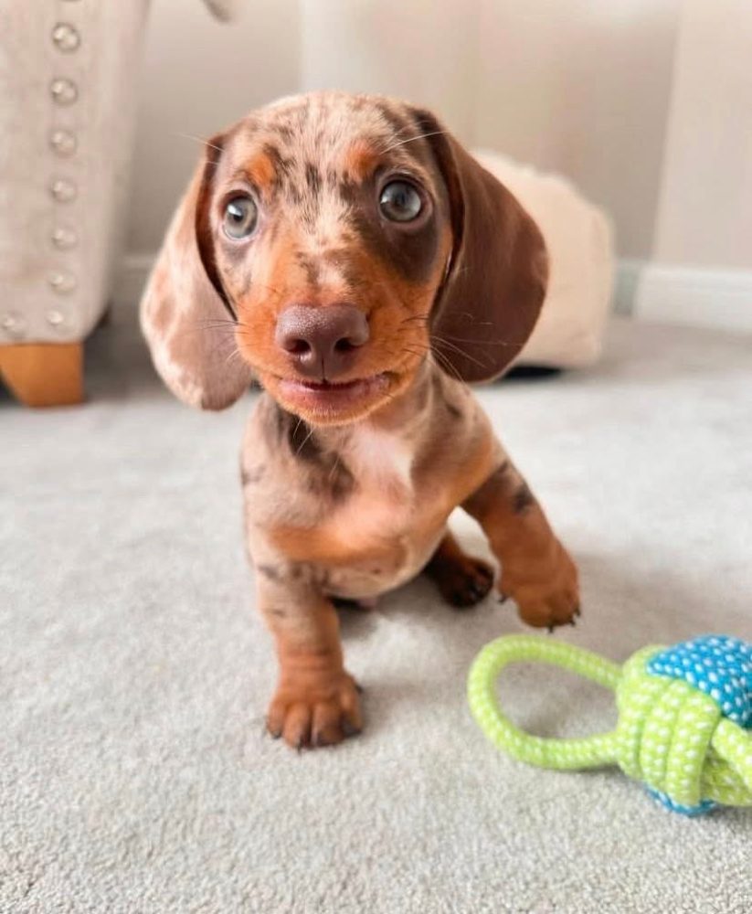 Jezevčík trpasličí hladkosrstý Jezevčík trpasličí hladkosrstý