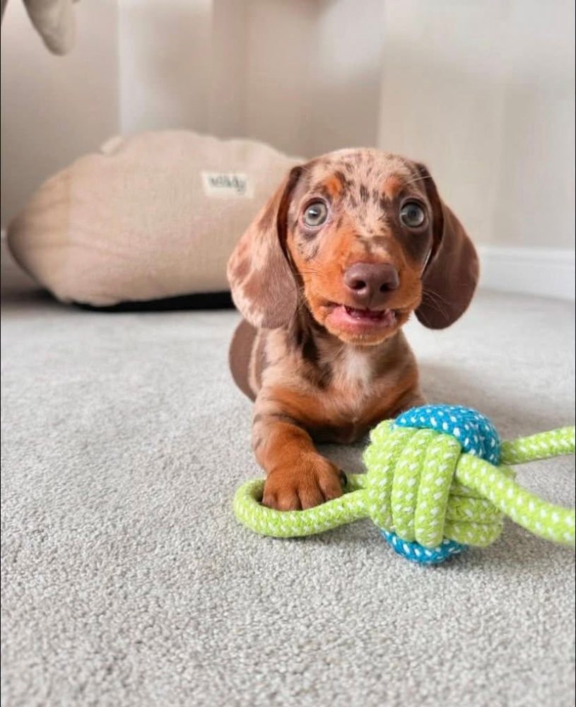 Jezevčík trpasličí hladkosrstý Jezevčík trpasličí hladkosrstý