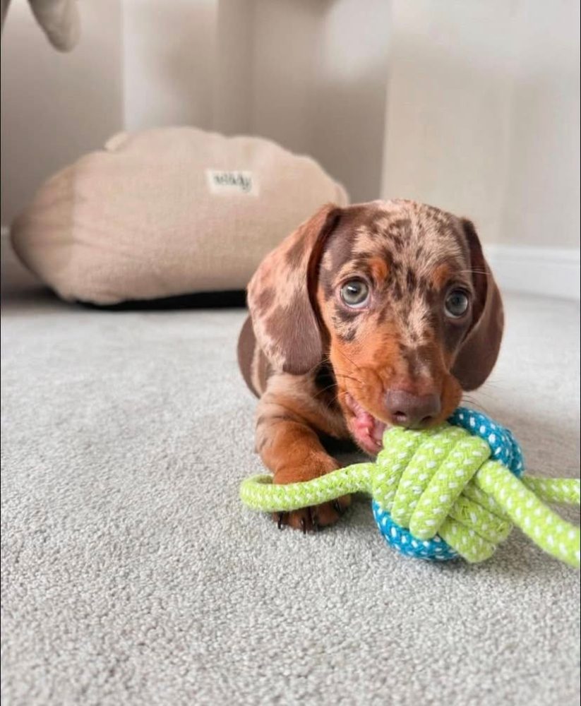 Jezevčík trpasličí hladkosrstý Jezevčík trpasličí hladkosrstý