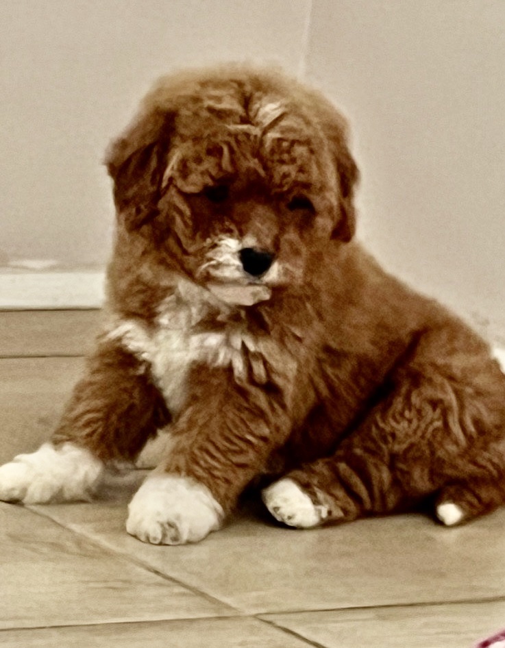 Goldendoodles and Labradoodles