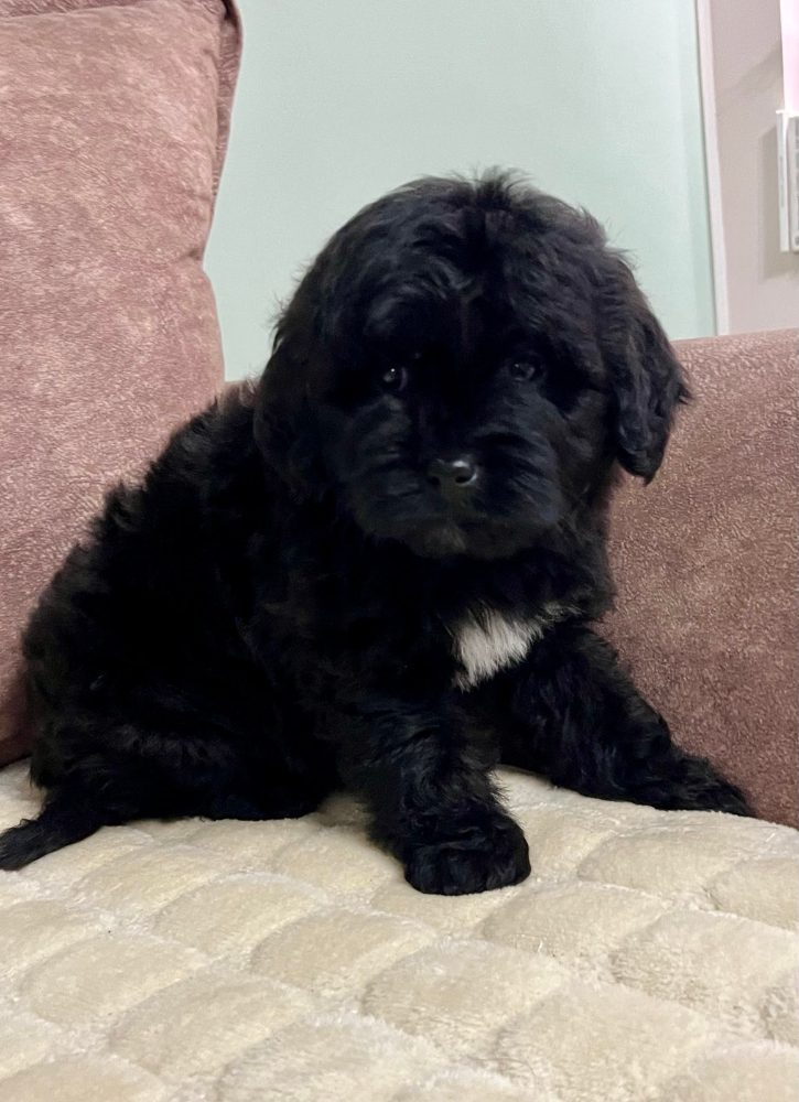 Goldendoodles and Labradoodles Goldendoodles and Labradoodles