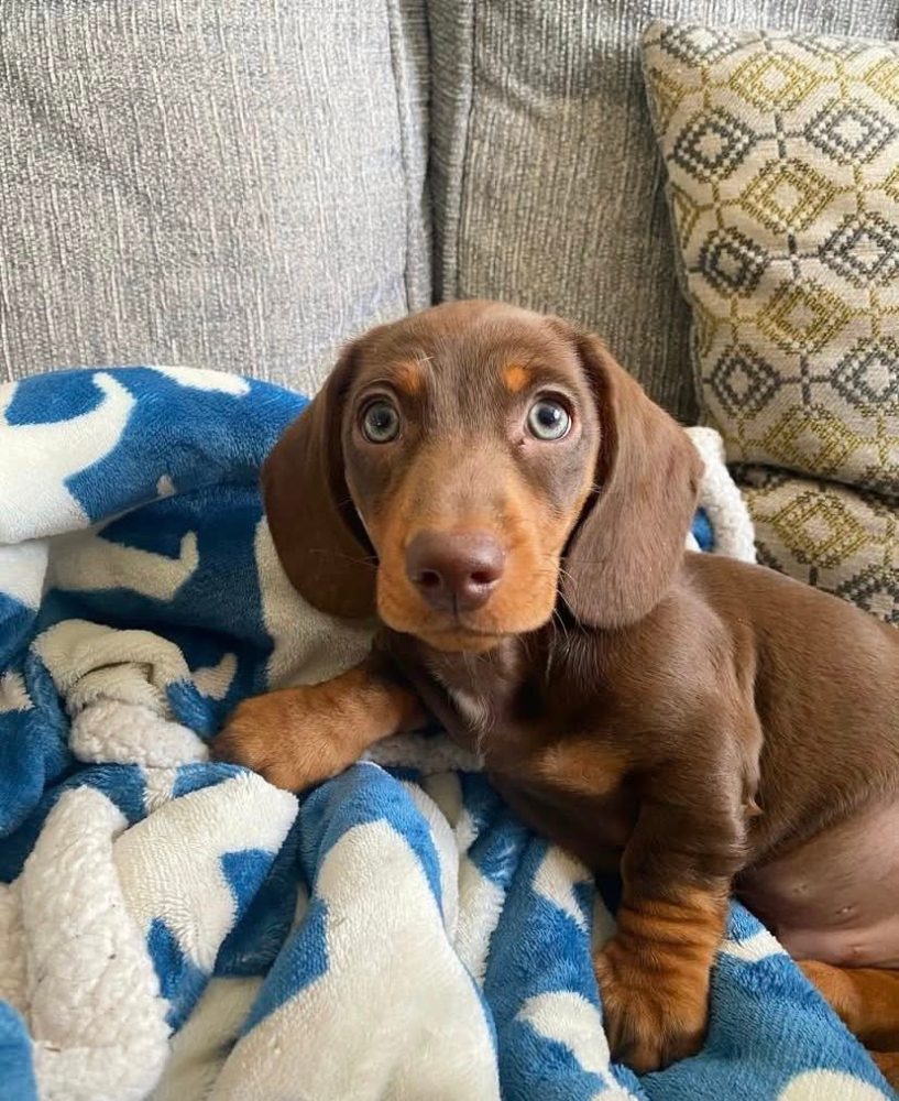 Prodám štěňátko Jezevčík, hladkosrstý fenečka.