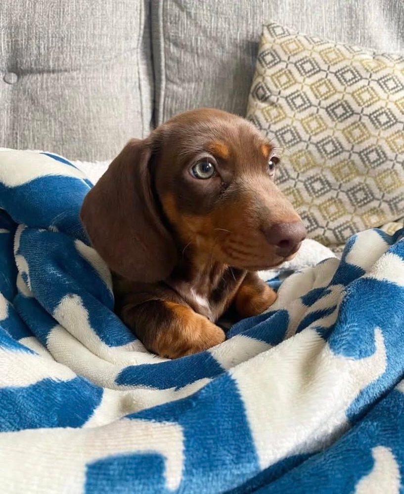 Prodám štěňátko Jezevčík, hladkosrstý fenečka. Prodám štěňátko Jezevčík, hladkosrstý fenečka.