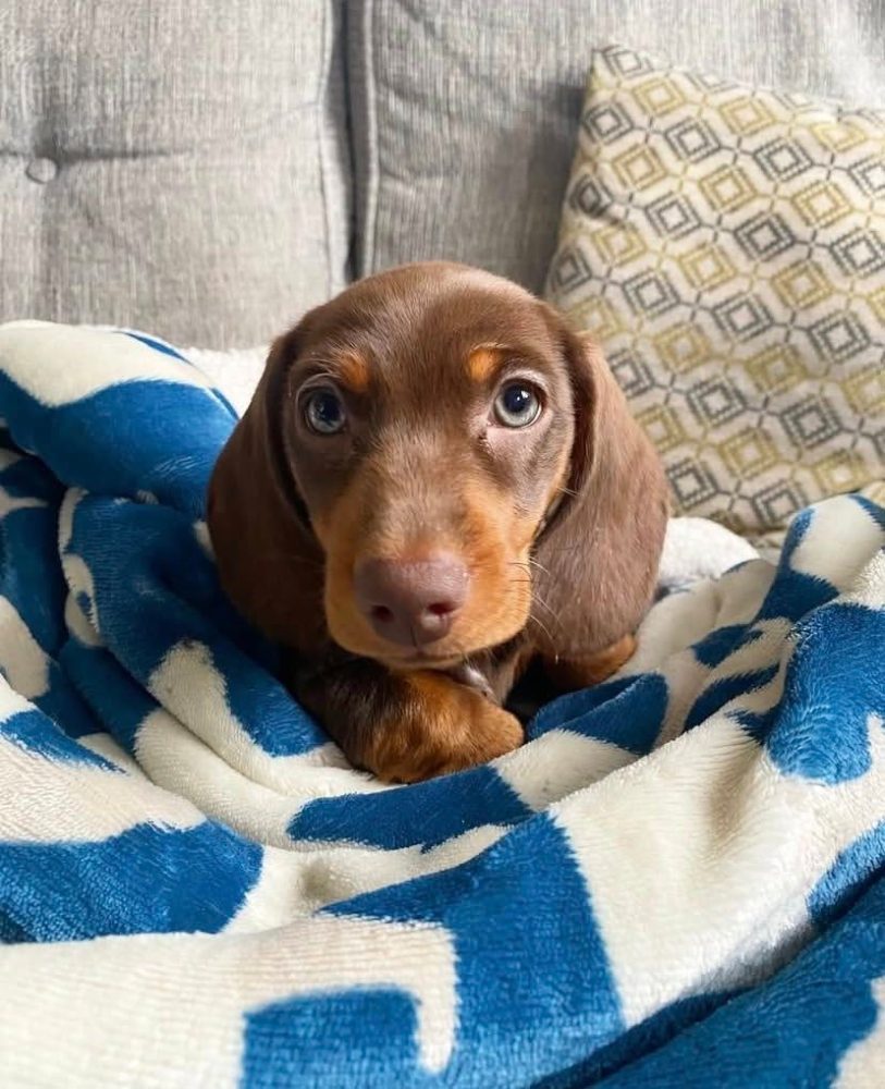 Prodám štěňátko Jezevčík, hladkosrstý fenečka. Prodám štěňátko Jezevčík, hladkosrstý fenečka.