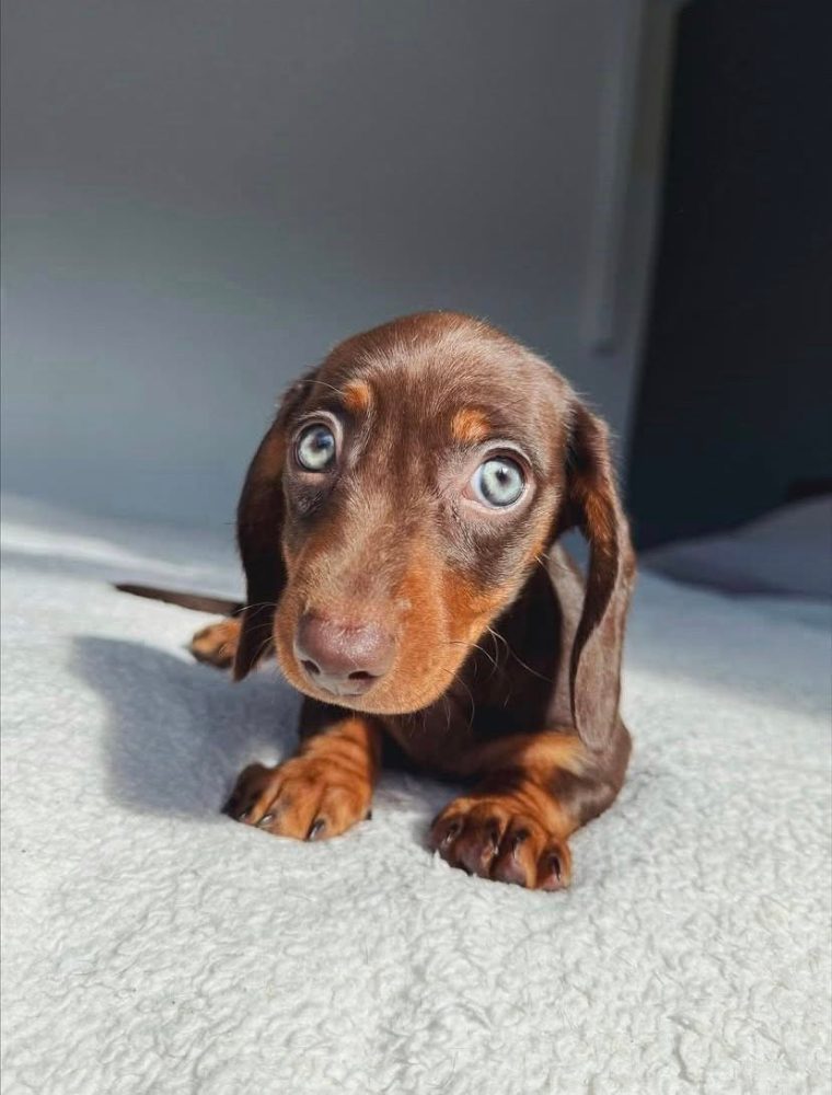 Prodám štěňátko Jezevčík, hladkosrstý fenečka. Prodám štěňátko Jezevčík, hladkosrstý fenečka.