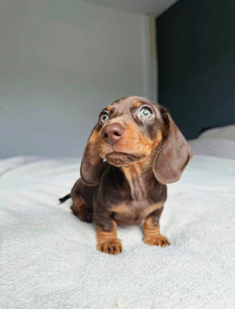 Prodám štěňátko Jezevčík, hladkosrstý fenečka. Prodám štěňátko Jezevčík, hladkosrstý fenečka.