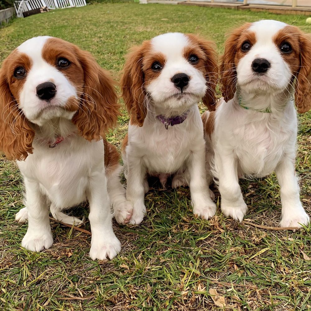 Kavalír King Charles španěl Kavalír King Charles španěl