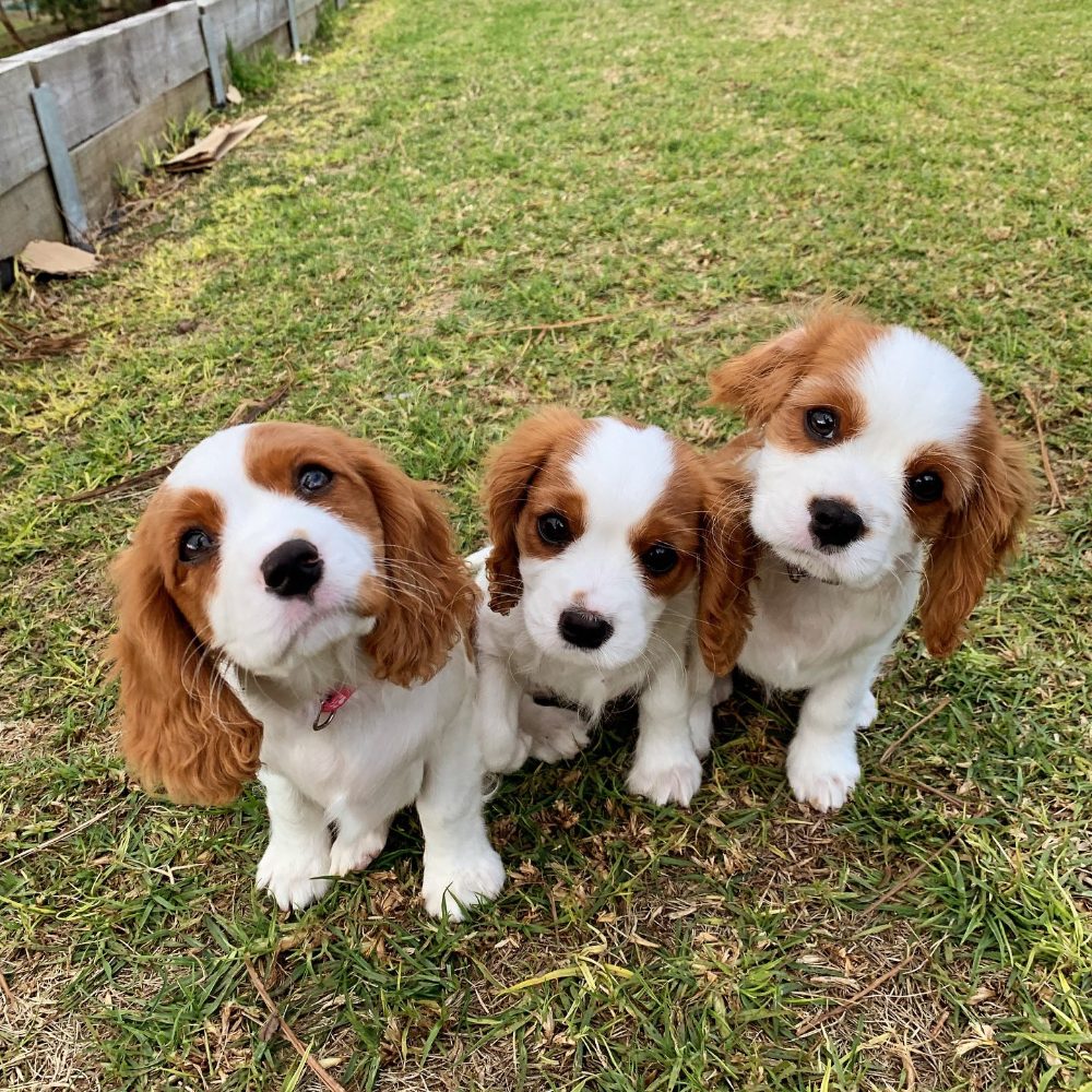 Kavalír King Charles španěl Kavalír King Charles španěl