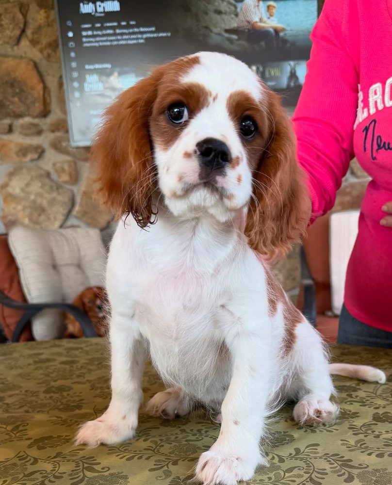 Kavalír King Charles španěl Kavalír King Charles španěl