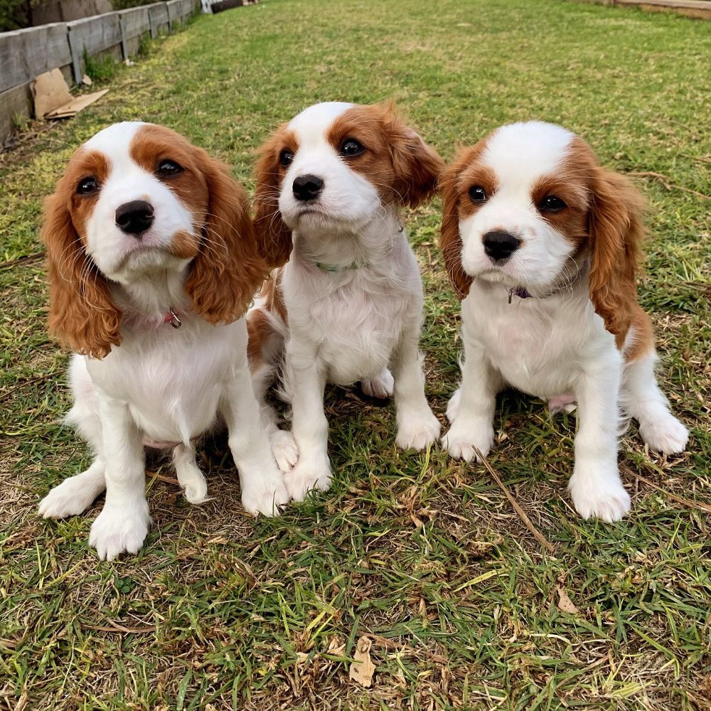 Kavalír King Charles španěl Kavalír King Charles španěl