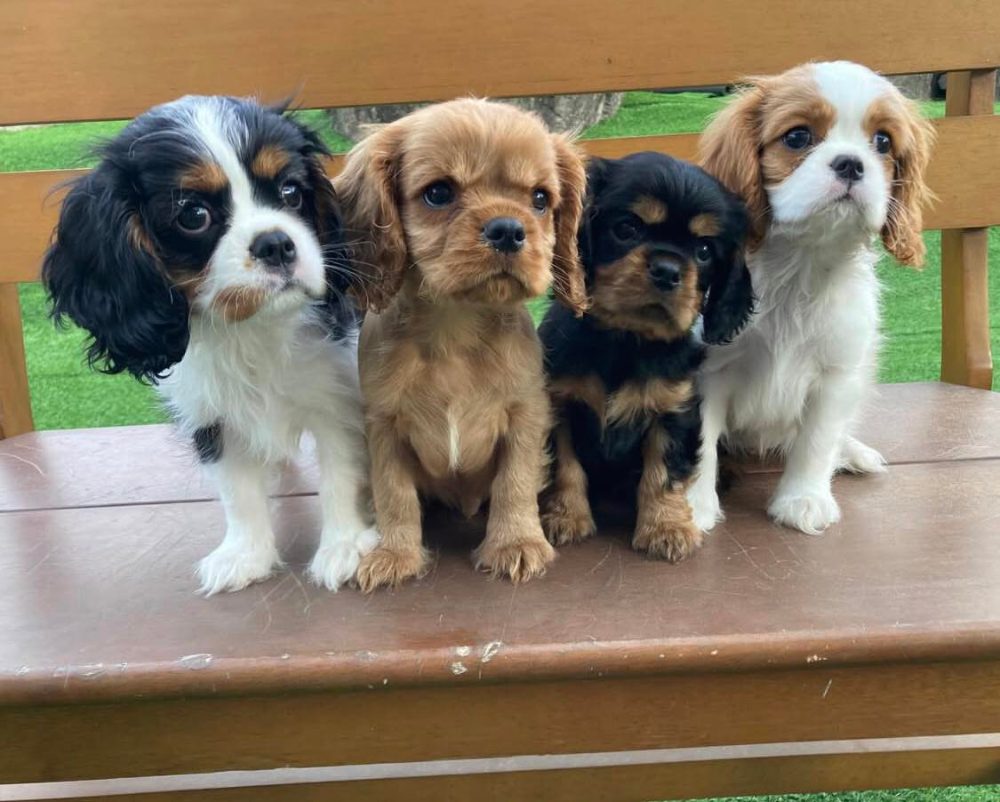 Štěňátka Kavalír King Charles španěl