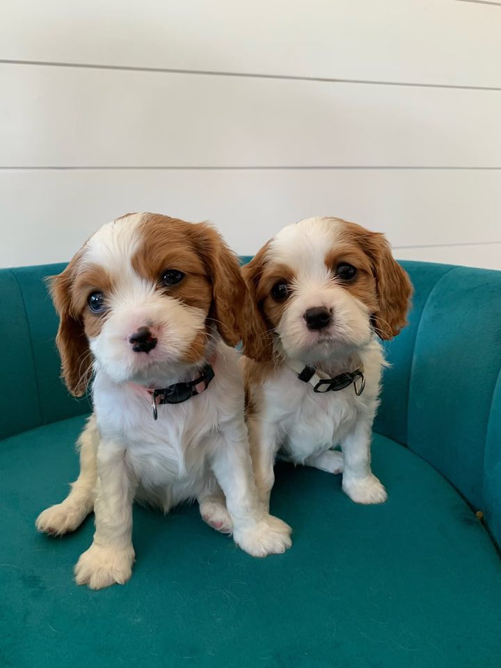 Štěňátka Kavalír King Charles španěl Štěňátka Kavalír King Charles španěl