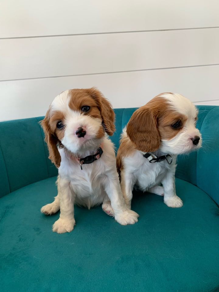 Štěňátka Kavalír King Charles španěl Štěňátka Kavalír King Charles španěl