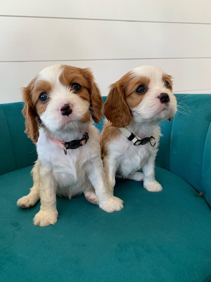 Štěňátka Kavalír King Charles španěl Štěňátka Kavalír King Charles španěl